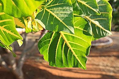 沉迷游戏的“最终幻想之父”为《最终幻想14》发表10周年致辞