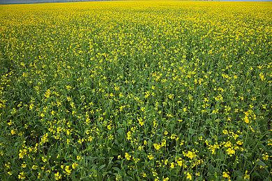 这款国产模拟经营游戏 能让你打造最精致的水乡学园